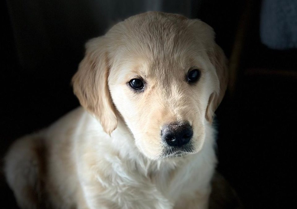 Bienvenue à Bentley & Birdie !