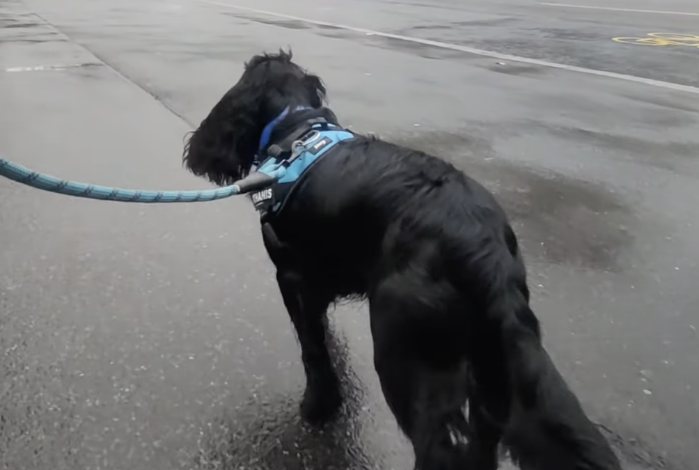 Une journée avec Zéphyr, futur chien d’assistance