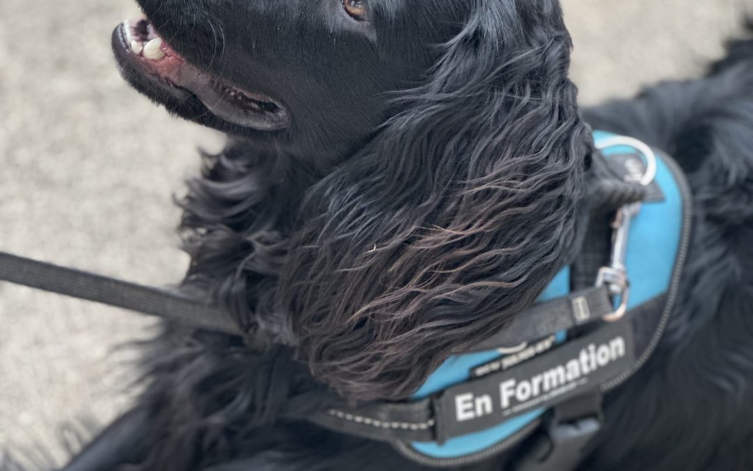 Zadig, futur chien d’assistance