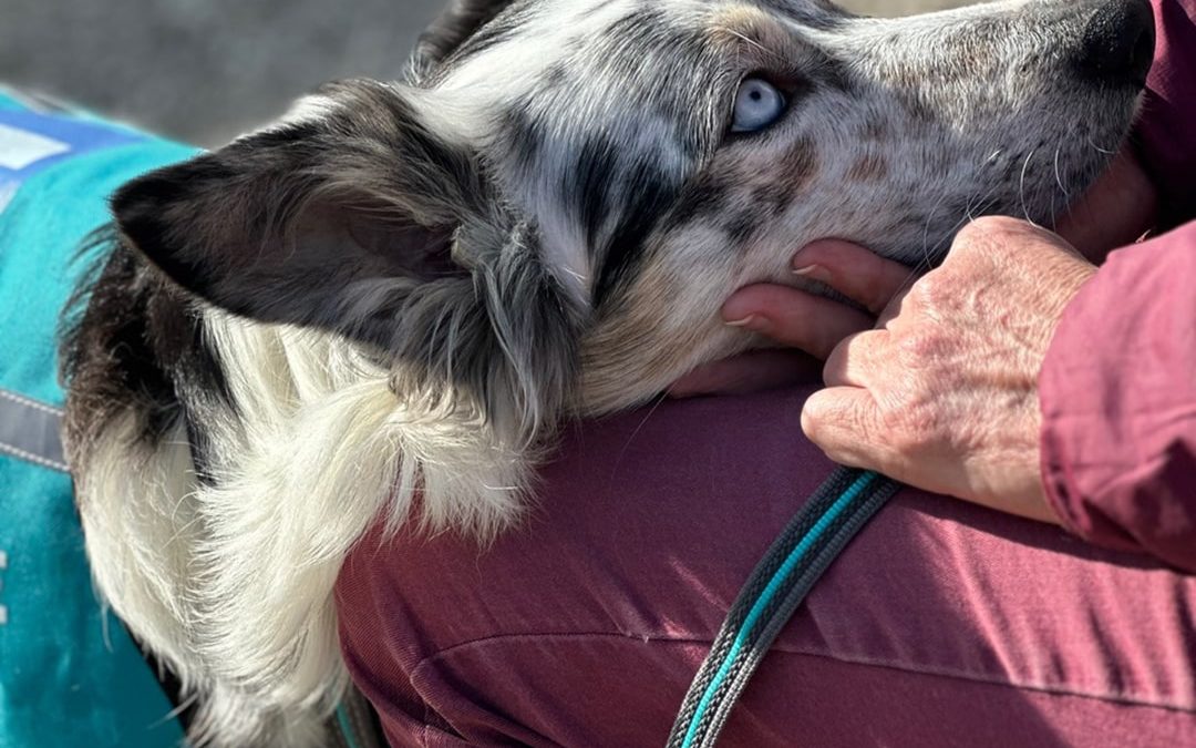 Consultation médicale et thérapeutique : la question de l’accessibilité des chiens d’assistance dans le milieu de la santé